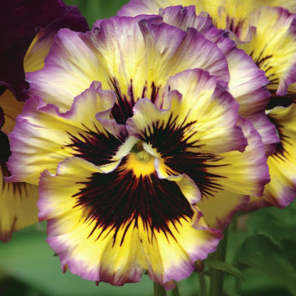 110Pcs Pansy Seeds Fall Decor Value Adds Natural Clump Accent to Yard Landscape
