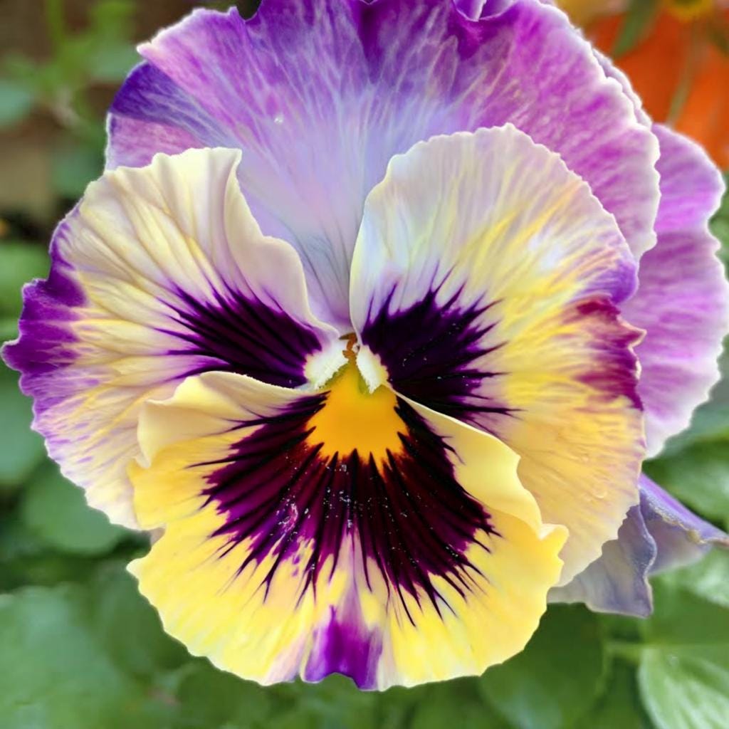 110Pcs Pansy Seeds Fall Decor Value Adds Natural Clump Accent to Yard Landscape