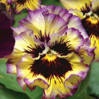 110Pcs Pansy Seeds Fall Decor Value Adds Natural Clump Accent to Yard Landscape