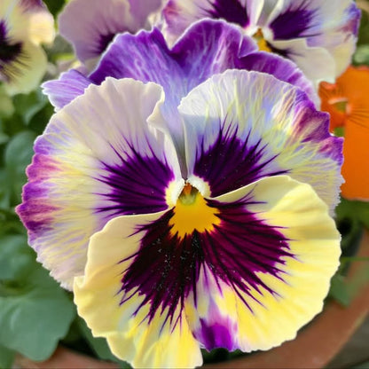 110Pcs Pansy Seeds Fall Decor Value Adds Natural Clump Accent to Yard Landscape