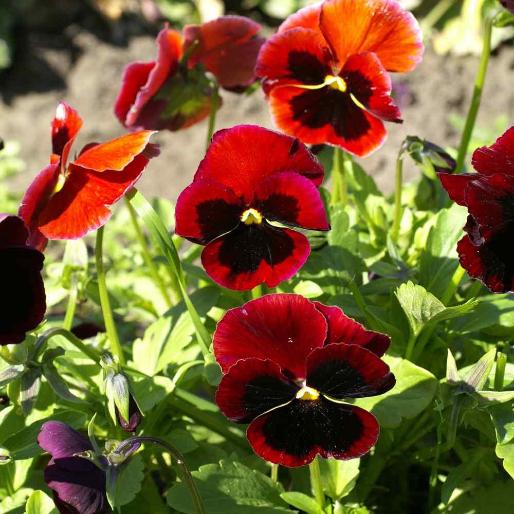110Pcs Pansy Seeds Wildflower Landscape Ideal for Mounded Bedding Style Yard Decoration