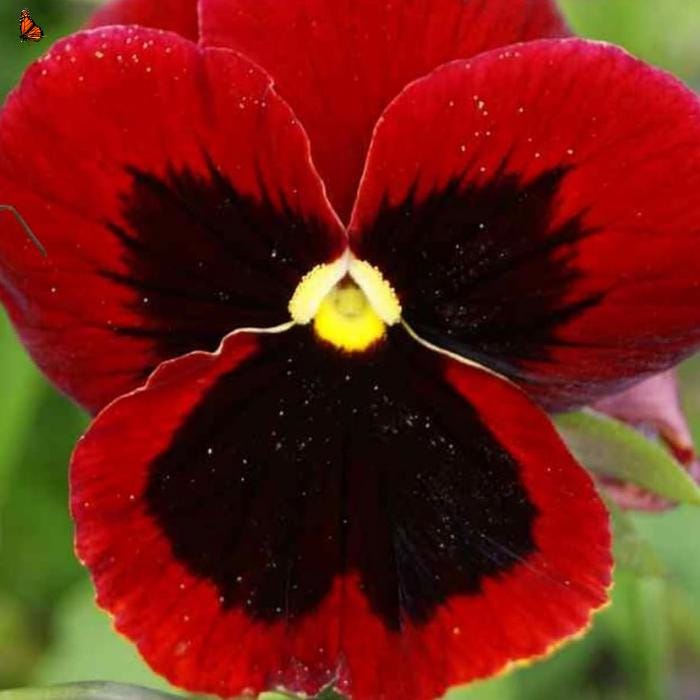 110Pcs Pansy Seeds Wildflower Landscape Ideal for Mounded Bedding Style Yard Decoration