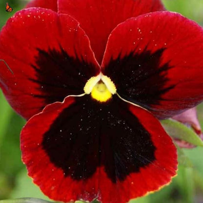 110Pcs Pansy Seeds Wildflower Landscape Ideal for Mounded Bedding Style Yard Decoration