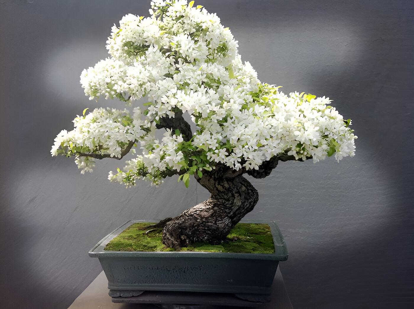 Pink & White 30pcs Cherry Blossom Seeds Easy To Grow Adds Elegant Spring Blooms To Residential Yards