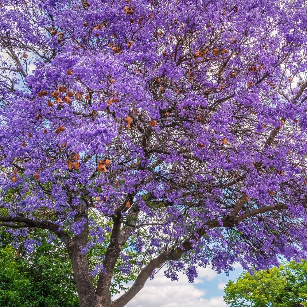 50pcs Quick Growing Graceful Landscape Tree with Jacaranda Tree Seeds for Yard Planting