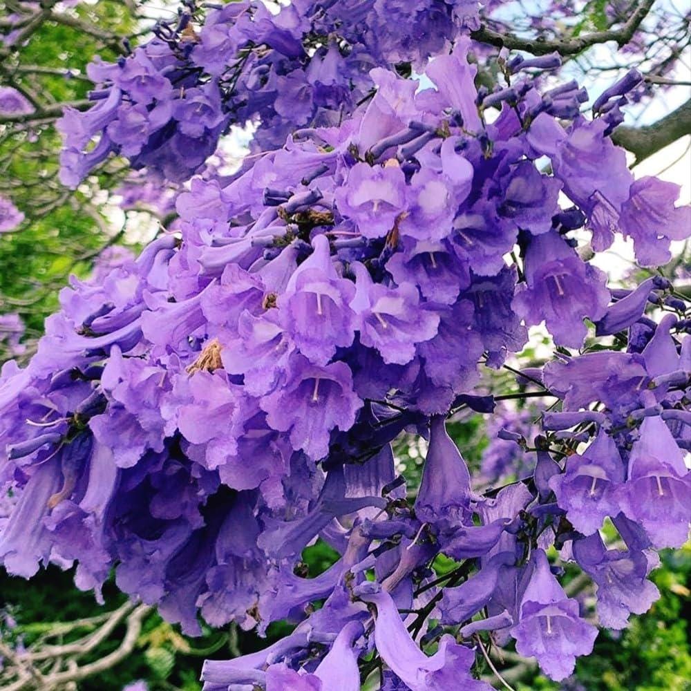 50pcs Quick Growing Graceful Landscape Tree with Jacaranda Tree Seeds for Yard Planting