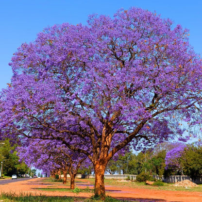 50pcs Quick Growing Graceful Landscape Tree with Jacaranda Tree Seeds for Yard Planting