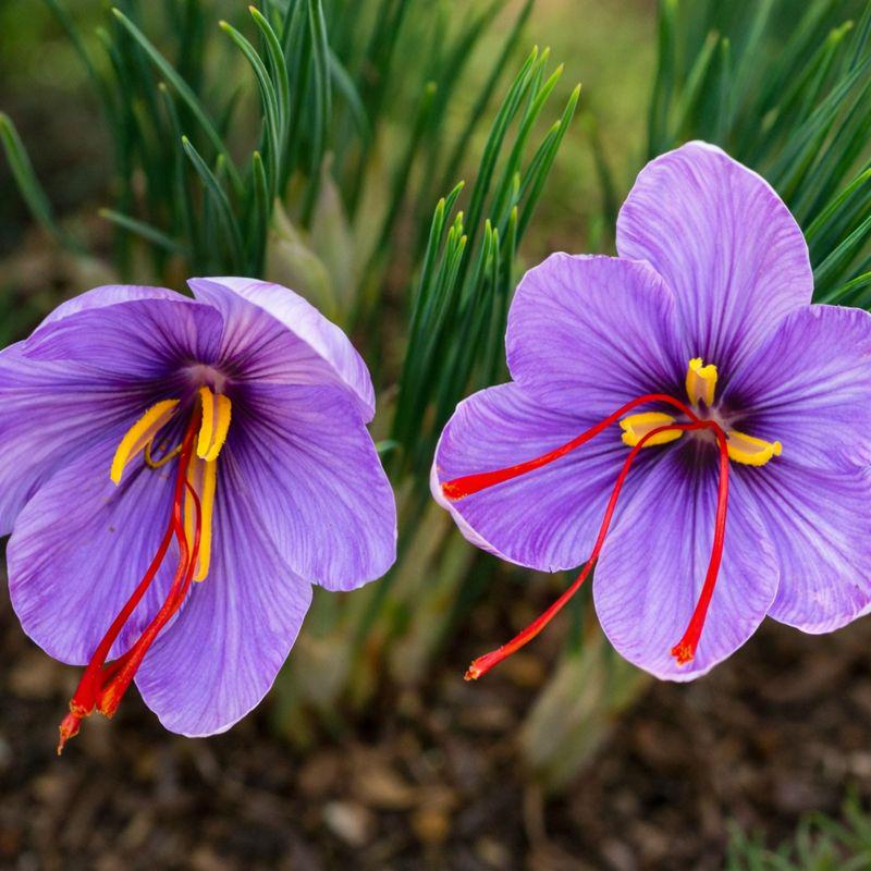 100pcs Quick Growing Cold Tolerant Plants with Saffron Seeds for Yard Planting