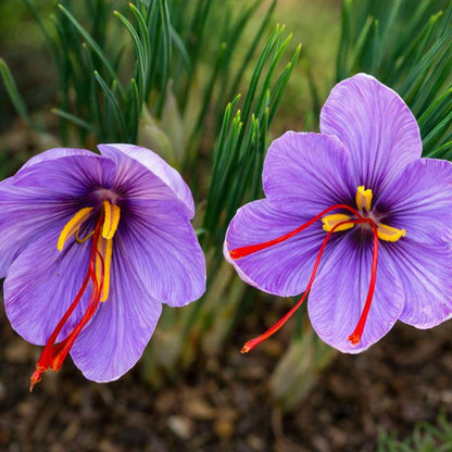 100pcs Quick Growing Cold Tolerant Plants with Saffron Seeds for Yard Planting