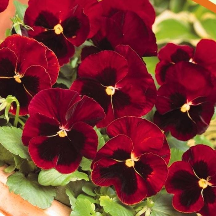 110Pcs Pansy Seeds Wildflower Landscape Ideal for Mounded Bedding Style Yard Decoration