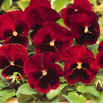 110Pcs Pansy Seeds Wildflower Landscape Ideal for Mounded Bedding Style Yard Decoration