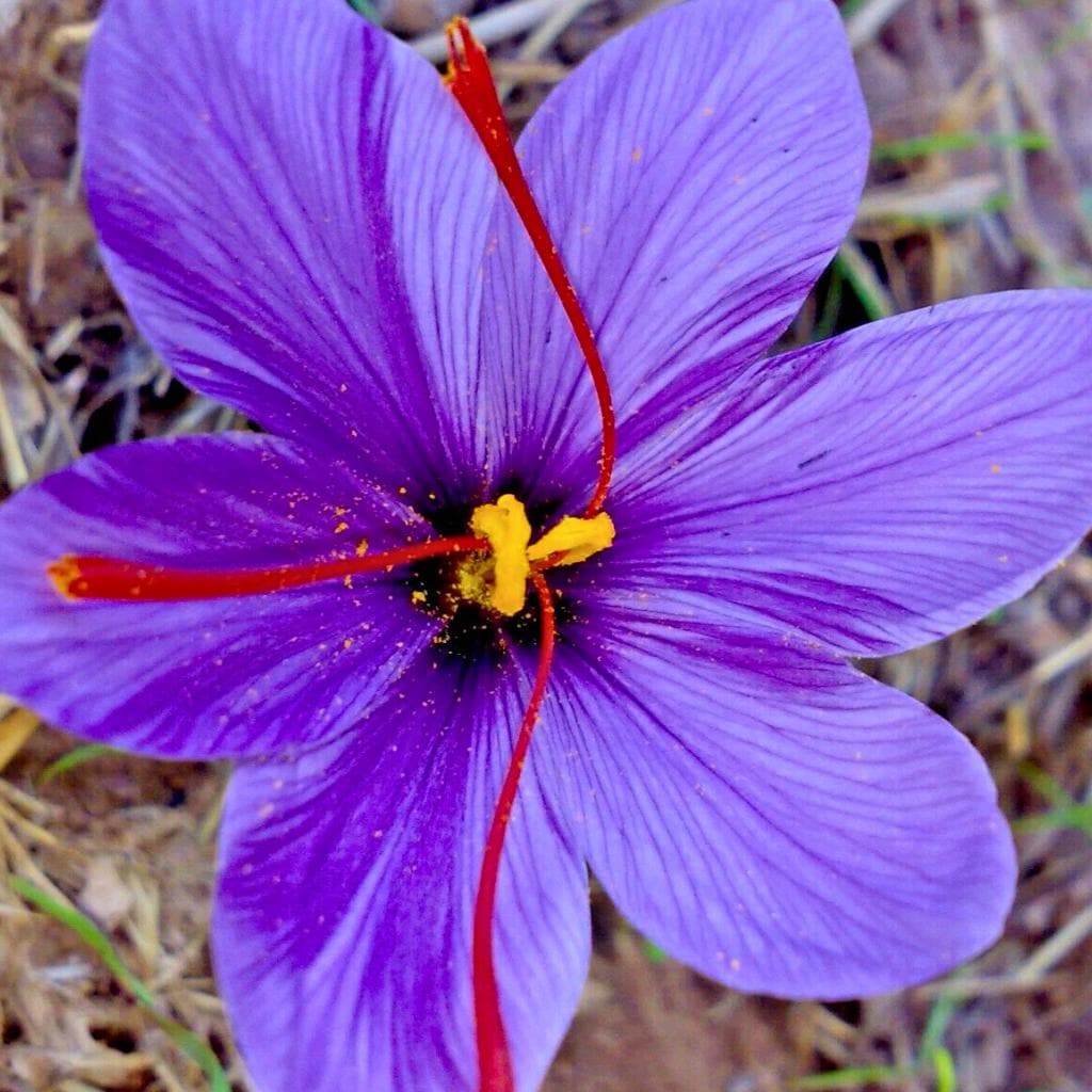 100pcs Strong Growing Aromatic Ornamental Herbs with Saffron Seeds for Outdoor Gardens