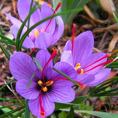100pcs Strong Growing Aromatic Ornamental Herbs with Saffron Seeds for Outdoor Gardens