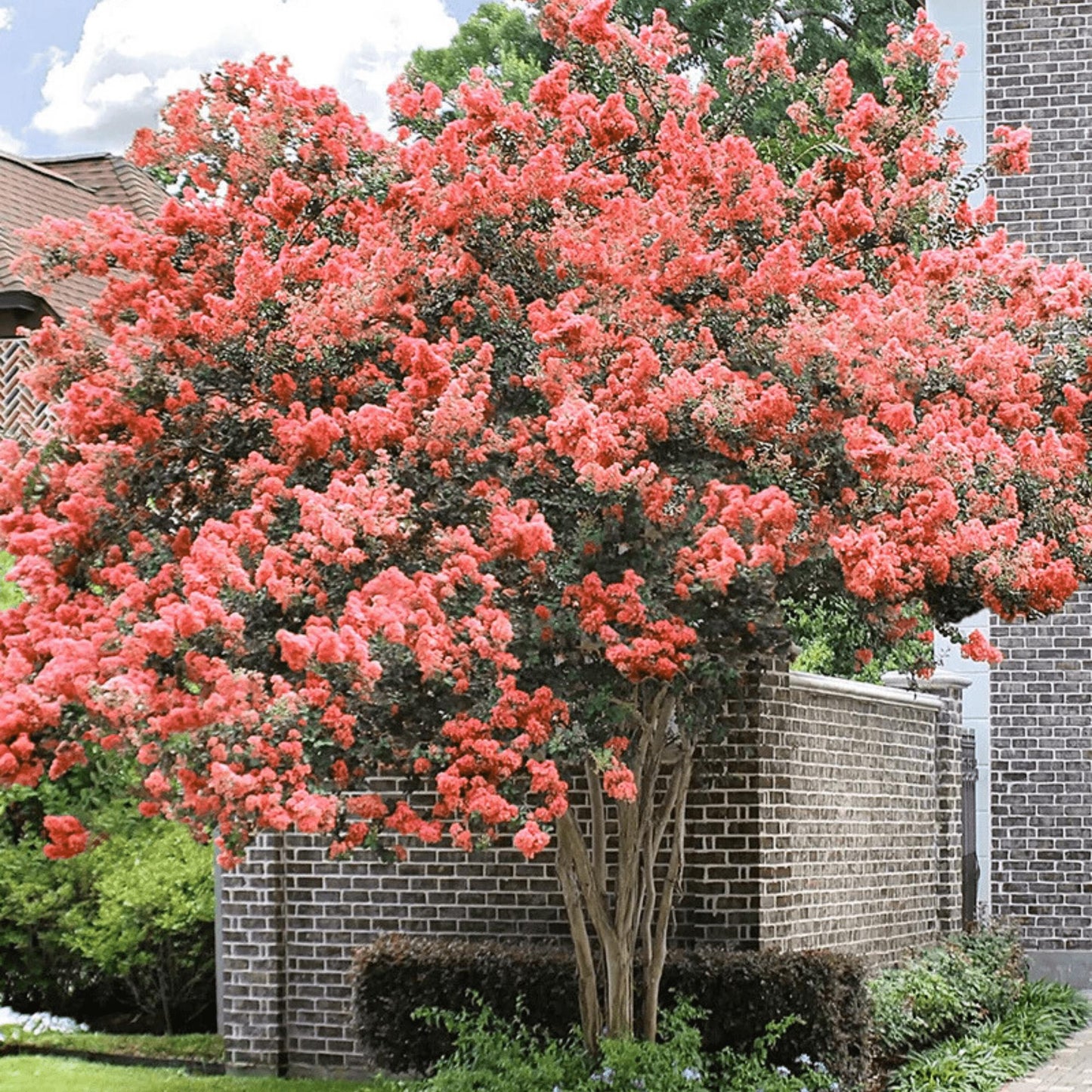50Pcs Myrtle Tree Seeds Vibrant Tropical Beauty and Fast-Growing Shade