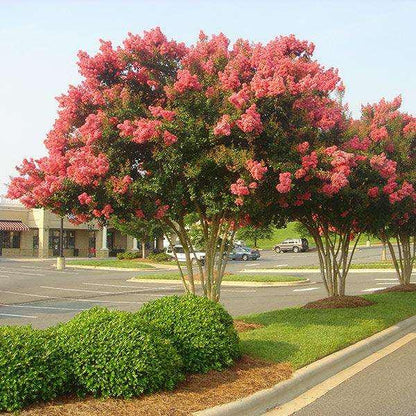 50Pcs Myrtle Tree Seeds Vibrant Tropical Beauty and Fast-Growing Shade