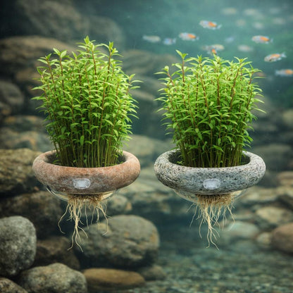 1800Pcs Aquarium Seeds Beginner Friendly for planting in fish tank environments, aquatic landscape containers and indoor water scene layout spaces
