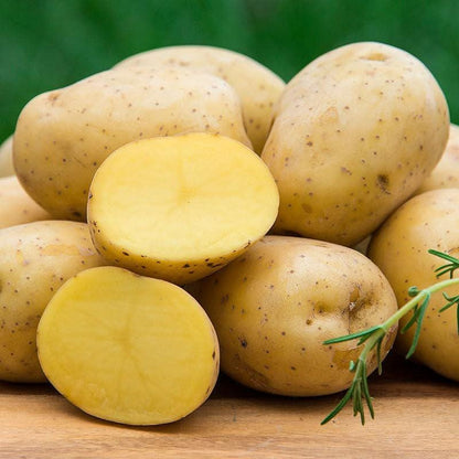 198Pcs Potato Seeds Made for home planting create neat uniform foliage coverage across backyard garden bed areas
