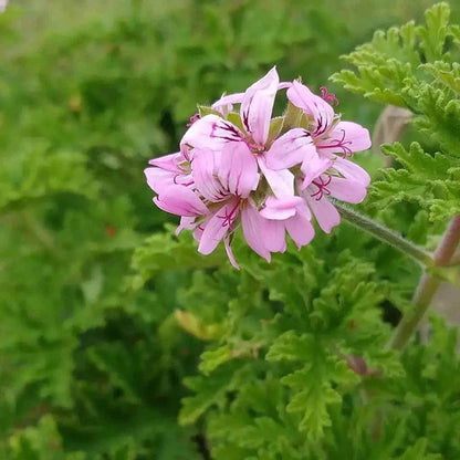Garden Seeds Citronella 480Pcs Seeds:  Non-GMO Mosquito Repellant Plant for Outdoor Home Gardens