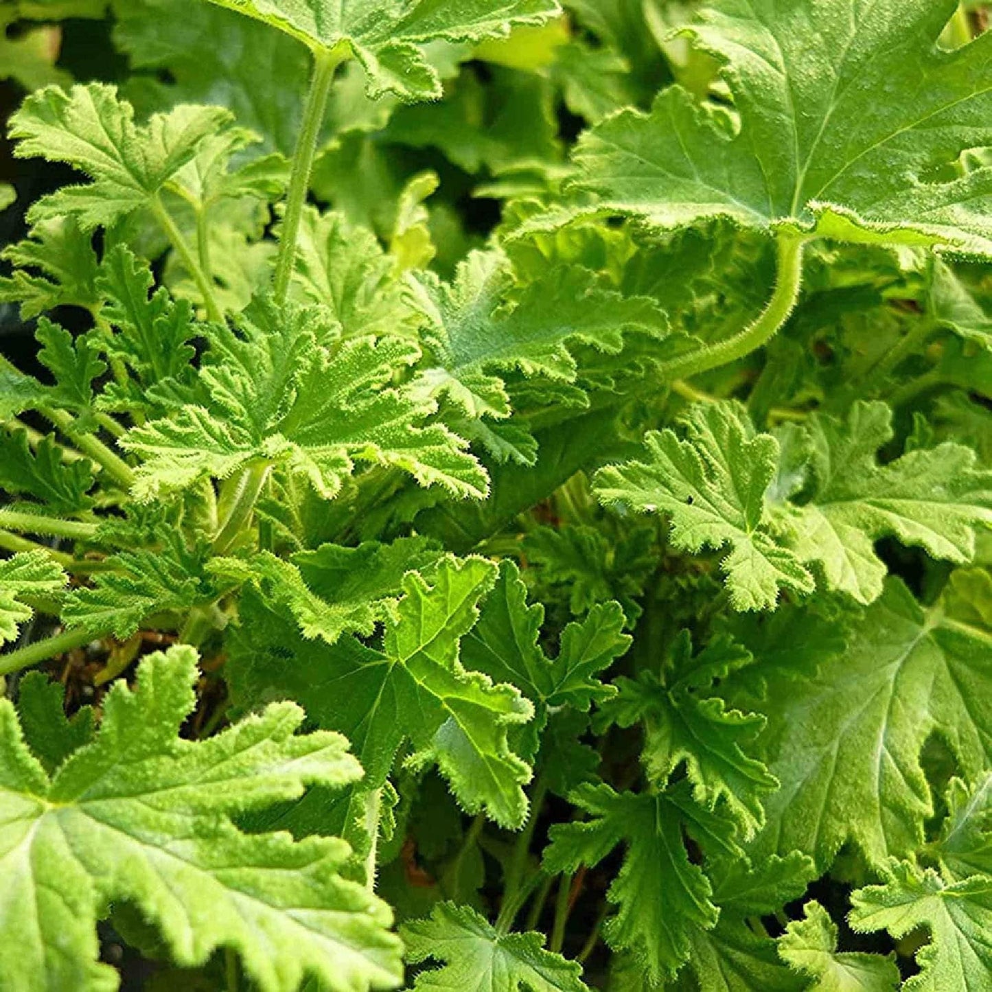 Garden Seeds Citronella 480Pcs Seeds:  Non-GMO Mosquito Repellant Plant for Outdoor Home Gardens