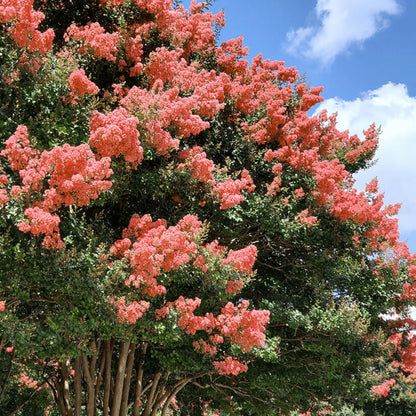 50Pcs Myrtle Tree Seeds Vibrant Tropical Beauty and Fast-Growing Shade