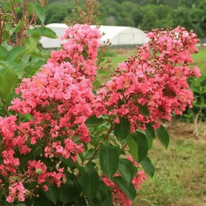50Pcs Myrtle Tree Seeds Vibrant Tropical Beauty and Fast-Growing Shade