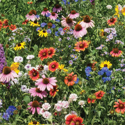 950Pcs Mix Wildflower Seeds Designed for planting feature mixed staggered growth habit for natural garden and open landscape arrangement