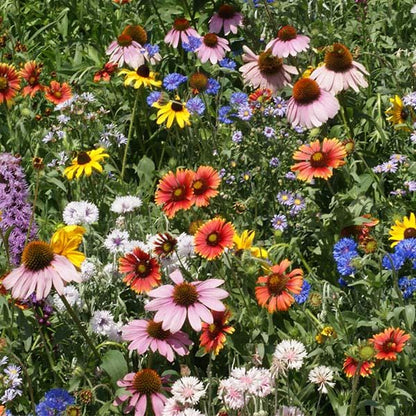 950Pcs Mix Wildflower Seeds Designed for planting feature mixed staggered growth habit for natural garden and open landscape arrangement