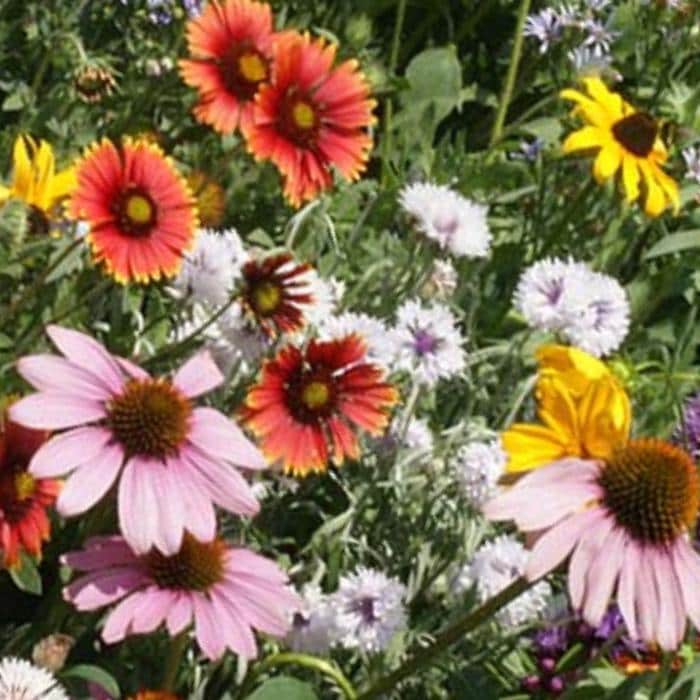 950Pcs Mix Wildflower Seeds Designed for planting feature mixed staggered growth habit for natural garden and open landscape arrangement