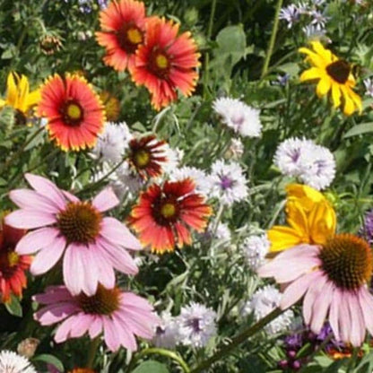 950Pcs Mix Wildflower Seeds Designed for planting feature mixed staggered growth habit for natural garden and open landscape arrangement