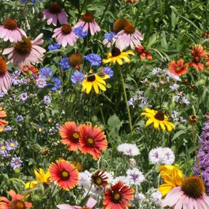 950Pcs Mix Wildflower Seeds Designed for planting feature mixed staggered growth habit for natural garden and open landscape arrangement