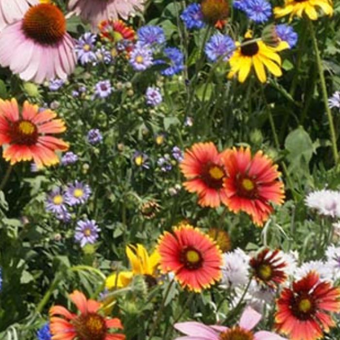 950Pcs Mix Wildflower Seeds Designed for planting feature mixed staggered growth habit for natural garden and open landscape arrangement