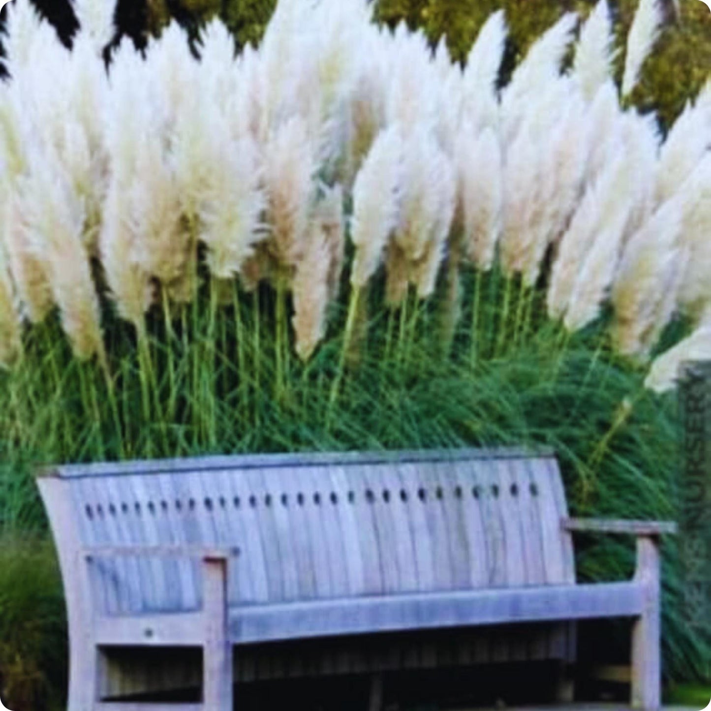 1000pcs White Pampas Grass Seeds Ornamental Landscape Grass