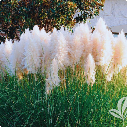 1000pcs White Pampas Grass Seeds Ornamental Landscape Grass