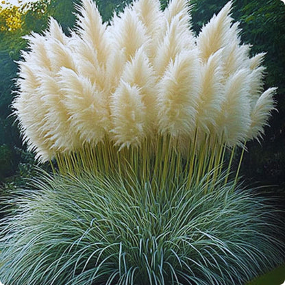 1000pcs White Pampas Grass Seeds Ornamental Landscape Grass