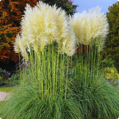 1000pcs White Pampas Grass Seeds Ornamental Landscape Grass