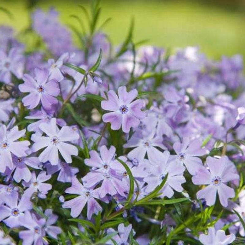 460Pcs Beginner Friendly Creeping Phlox Seeds maintain steady dense spreading growth through fluctuating seasonal temperature patterns