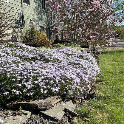 460Pcs Beginner Friendly Creeping Phlox Seeds maintain steady dense spreading growth through fluctuating seasonal temperature patterns