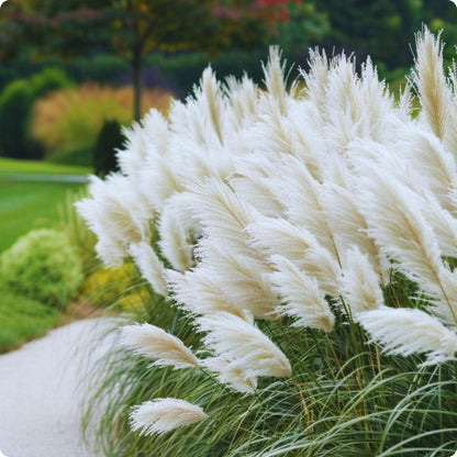 1000pcs White Pampas Grass Seeds Ornamental Landscape Grass