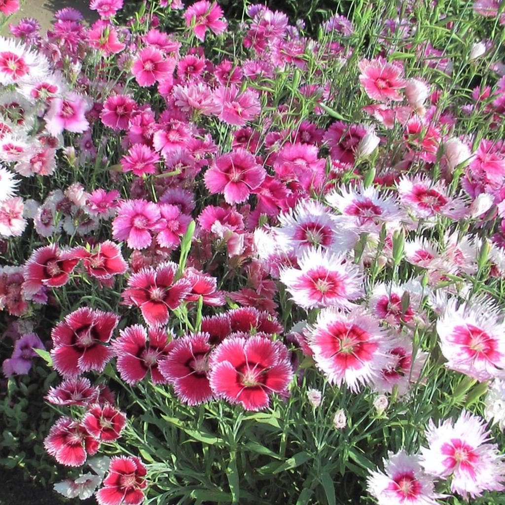 500Pcs Dianthus Seeds perfect for layered garden design and pathway side ornamental styling