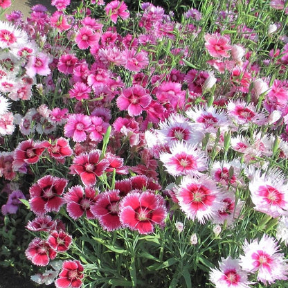 500Pcs Dianthus Seeds perfect for layered garden design and pathway side ornamental styling