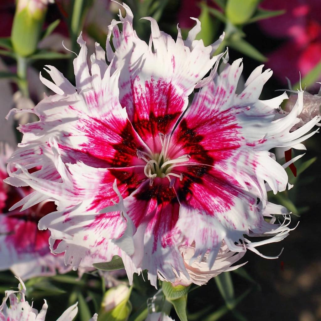 500Pcs Dianthus Seeds perfect for layered garden design and pathway side ornamental styling