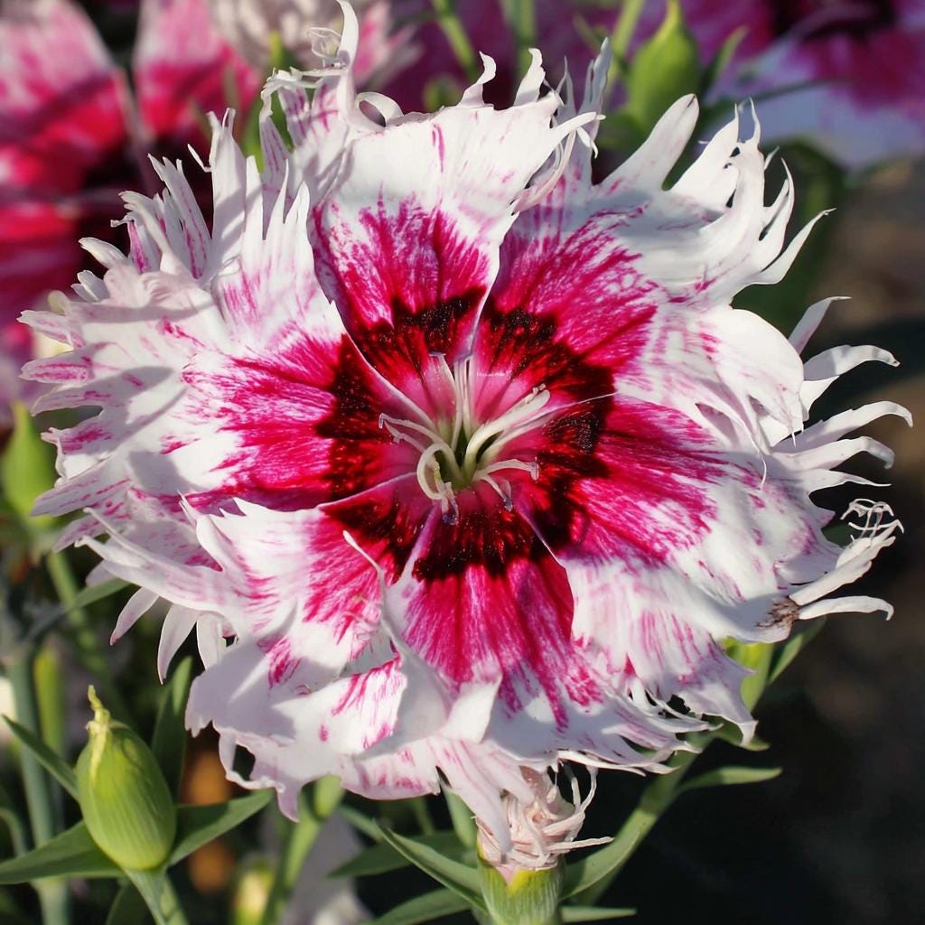 500Pcs Dianthus Seeds perfect for layered garden design and pathway side ornamental styling