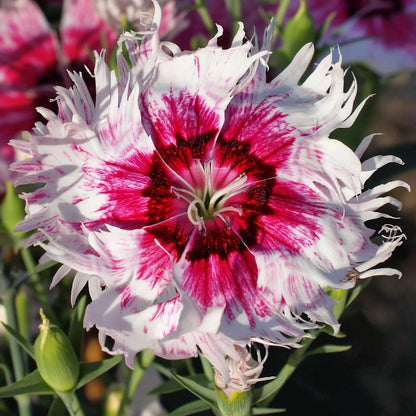 500Pcs Dianthus Seeds perfect for layered garden design and pathway side ornamental styling