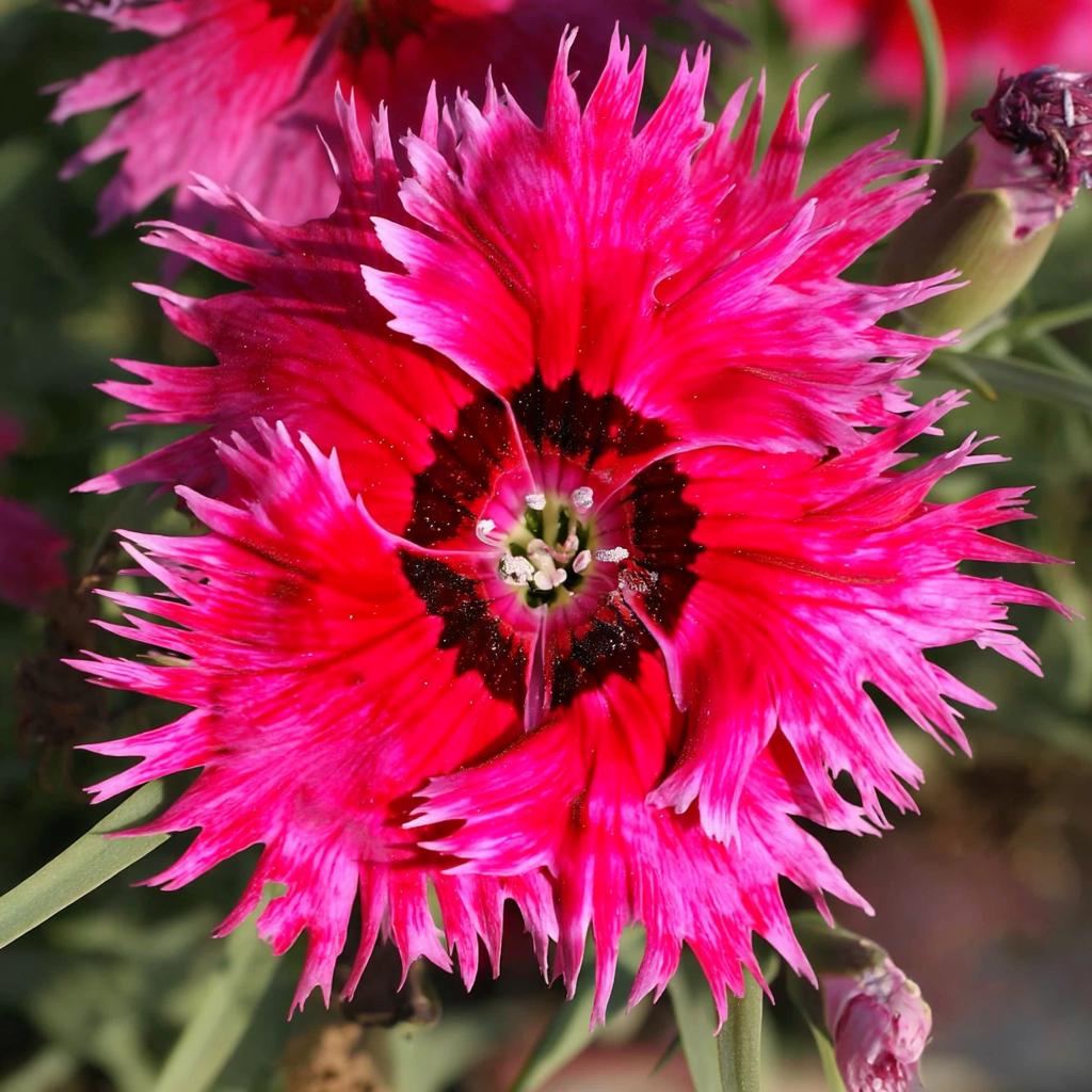 500Pcs Dianthus Seeds perfect for layered garden design and pathway side ornamental styling