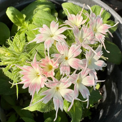 500Pcs Easy to Sow Creeping Phlox Seeds ideal for forming seamless ornamental coverage along garden paths and rocky borders