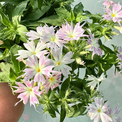 500Pcs Easy to Sow Creeping Phlox Seeds ideal for forming seamless ornamental coverage along garden paths and rocky borders