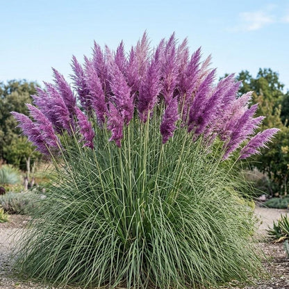 1000pcs Bright Purple Pampas Grass Seeds - Ornamental Perennial