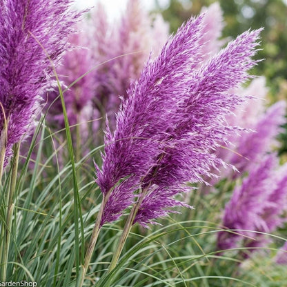 1000pcs Bright Purple Pampas Grass Seeds - Ornamental Perennial