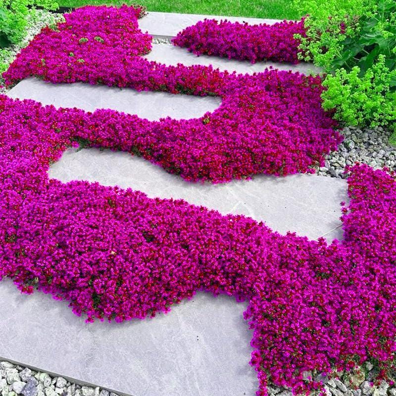 463Pcs Creeping Thyme Seeds Low-Growing Perennial  Thymus Serpyllum Ground Cover Garden