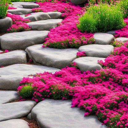 463Pcs Creeping Thyme Seeds Low-Growing Perennial  Thymus Serpyllum Ground Cover Garden